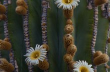 Cardon Cactus flowers, Baja, Mexico.