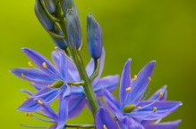 Camas, backyard, Kirkland, Washington.