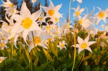 Avalanche Lilies (Erythronium montanum). Olympic National Park.