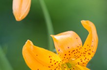 Columbia Lily, backyard, Kirkland, Washington.