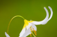 Avalanche Lily, Mt. Rainier National Park, Washington State.