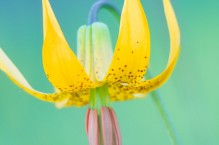 Columbia Lily (Lilium columbianum) portrait.