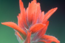 Indian Paintbrush (Castilleja miniata) portrait.