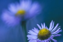 Mountain Daisy, Mt. Rainier National Park, Washington State.