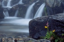 Shooting Star and Monkey flower, Mt. Rainier.