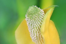 Skunk Cabbage, Kirkland, Washington.