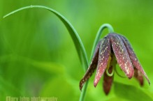 Chocolate (LilyFritillaria affinis) on Nature Conservancy\'s Yellow Island.