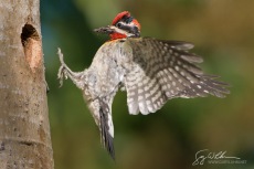 Red-naped Sapsucker fly-in
