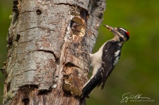 Hairy Woodpecker at nest
