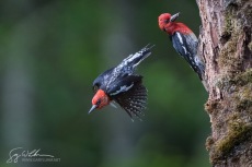 Red-breasted Sapsucker at nest