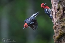 Red-breasted Sapsucker at nest