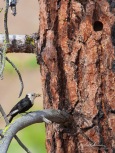 White-headed Woodpecker nest in Ponderosa Pine
