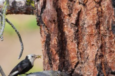 White-headed Woodpecker nest in Ponderosa Pine