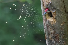 Male Pileated Woodpecker excavating nest hole