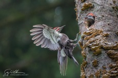 Pileated Woodpecker fly-in