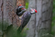 Male Pileated Woodpecker with begging chicks.