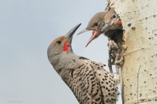 Adult male Northern Flicker (Colaptes auratus) at nesthole with chicks.