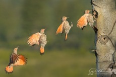 Nothern Flicker composite