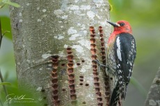 Red-breasted Sapsucker at well