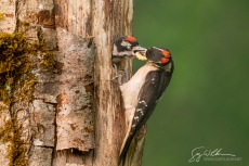 Hairy Woodpecker feeds young