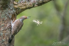 Male Northern Flicker excavating nest hole