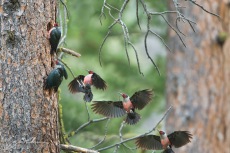 Lewis's Woodpecker composite