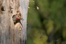 Male Northern Flicker tosses wood chips