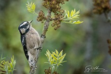 Downy Woodpecker and Oregon Ash