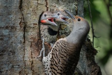 Adult female Northern Flicker (Colaptes auratus) at nesthole with chicks.
