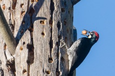 Male Acorn Woodpecker at grainary