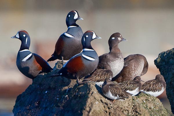 The single image resulting from the search. Harlequin Duck and Black Turnstones.