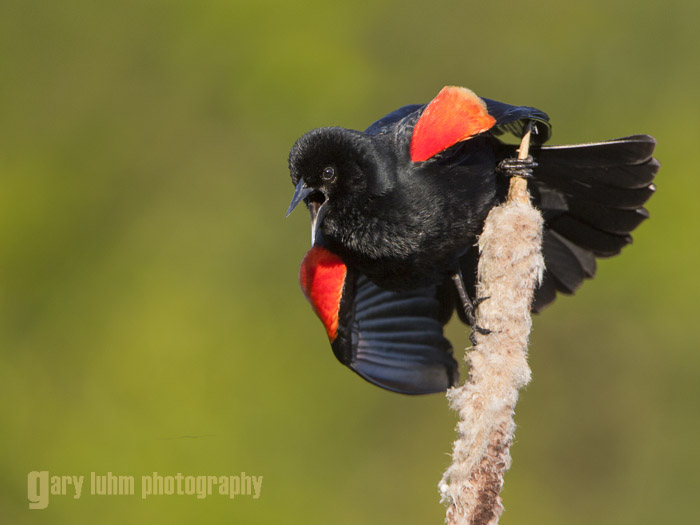 Red-winged Blackbird, Yarrow Bay, Lake Washington Canon 5D III, 500mm f/4L x1.4x, f/8, 1/1000sec, iso800.