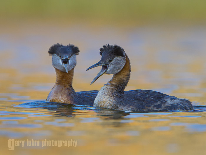 Red-necked Grebes defending territory Canon 5D III, 500mm f/4L x1.4x, f/8, 1/640sec, iso800.