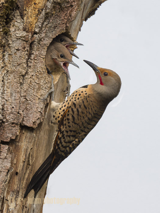 Male Northern Flicker feeding young at nest hole Canon 5D III, 500mm f/4L x1.4x, f/8, 1/1250sec, iso800.