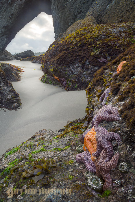 Intertidal life, Point of Arches, Olympic National Park Canon 5D III, 24-105mm f/4L @f/11, @f/16, iso100.