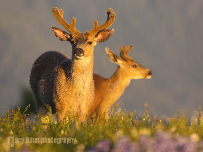 Blacktail buck at Hurricane Ridge, Olympic National Park Canon 5D III, 500mm f/4L, f/5.6, 1/1600sec, iso640.