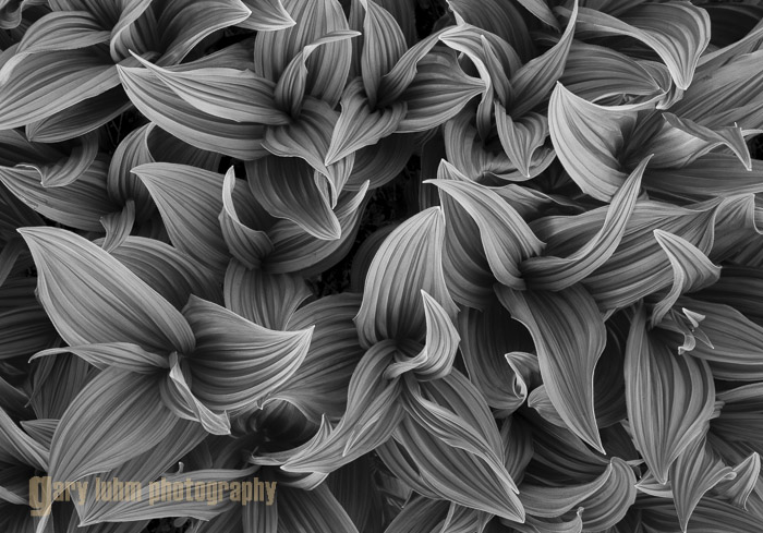 False Hellebore pattern, Goat Rocks WIlderness, Washington Canon 5D III, 17-40mm f/4L @ 40mm, @f/14, 1/6sec, iso200.