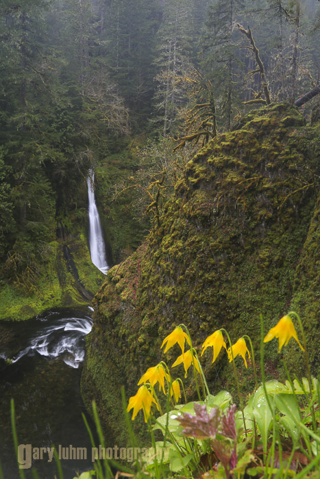 Fawn Lilies and Loowit Falls, Eagle Creek, Oregon Canon 5D III, 24-105mm f/4L @f/16, .4sec, iso100.
