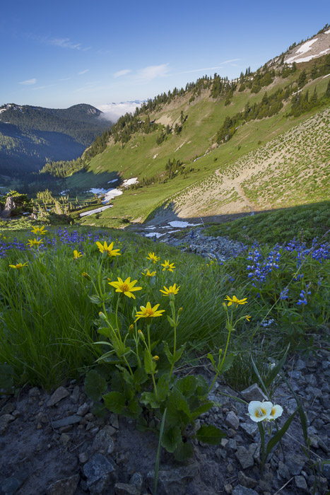 Cat's Ear, Arnica and Lupine. Cispus Basin, Goat Rocks Wilderness, Washington State Canon 5D III, 17-40mm f/4 @17mm, f/11, 1/320sec, iso200.