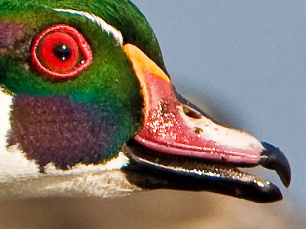 Wood Duck detail, 100% pixel crop Sharpening in Lightroom: Amount, 120; Radius, .5; Detail, 30; Masking, 10.