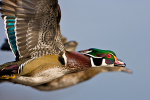 Case 3. +1,0,0.Switch to intruding foreground subject. Example: Foreground Wood Duck flies in front of mate.