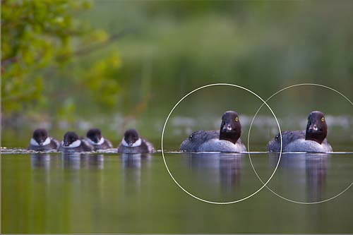 Female is cloned using spot removal tool, moving her closer to brood.