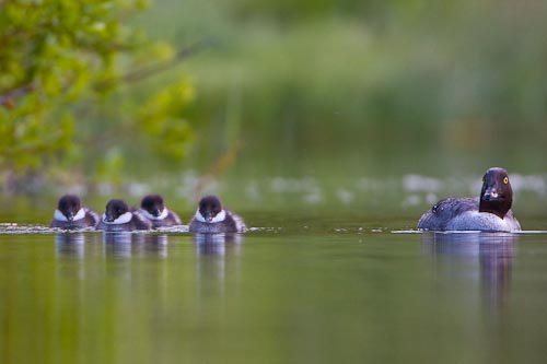 Female Common Goldeneye with day-old ducklings.