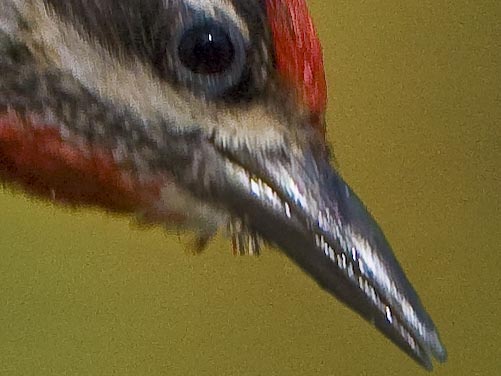 100% pixel close-up showing new bill tacked onto the bird. It's plenty convincing, though the bill does show more "motion" than the eye.