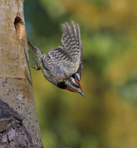 Red-naped sapsucker with expanded canvas and new bill