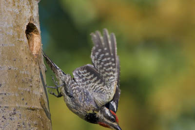 Red-naped Sapsucker. Tight frame cuts off half the bill Canon 40d, 500mm f/4, f/7.1, 1/2000sec.,  ISO500