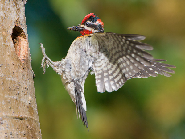 Red-naped Sapsucker about 10 ft above the ground; barely looking up here. Canon 40D, 500mm f/4L @f/7.1, 1/2000sec, iso500, subject distance: 23 ft.