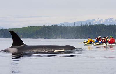 Female Orca Whale on Johnstone Strait, BC 
