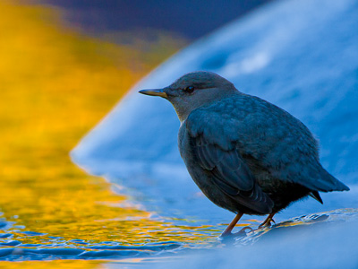 American Dipper in Gold and Blue Eagle Creek, Columbia Gorge, Oregon. Canon 40D, 500mm f/4, 1.4x, ISO400, f/5.6, 1/400 sec.