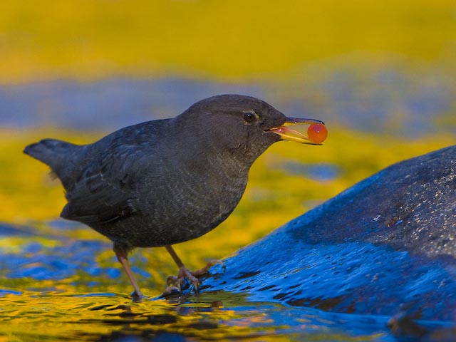 American Dipper with Salmon Egg Eagle Creek, Columbia Gorge, Oregon. Canon 40D, 500mm f/4 @ f5.6, ISO400, 1/800 sec.